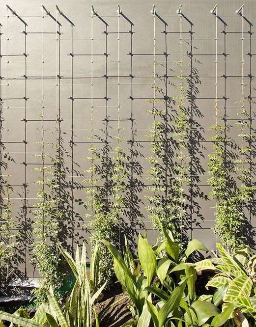model vertikal garden tanaman rambat