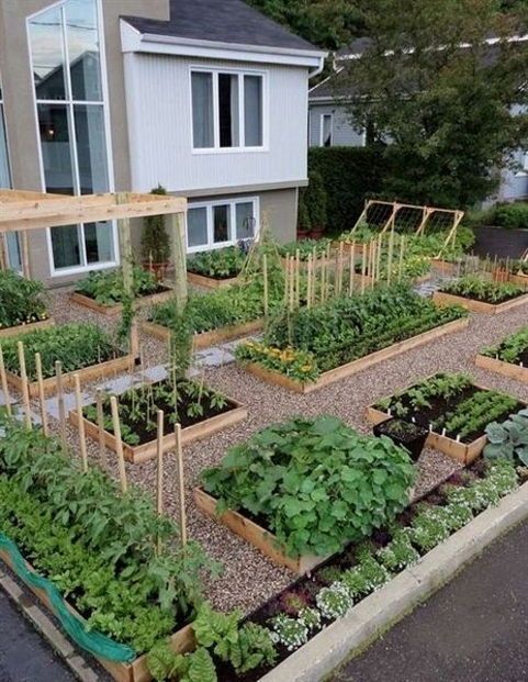 sayuran taman depan rumah